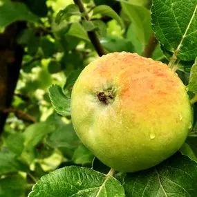 Apple Tree - Howgate Wonder (Malus domestica 'Howgate Wonder') 1